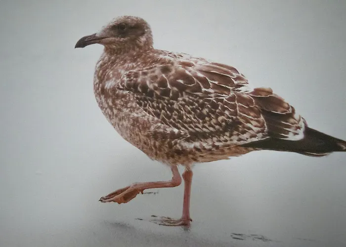 Dorumer Sielhuus 2 - Mit Terrasse Und Sauna דירה *